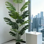 Planta Macetero Monstera 160 Menorca