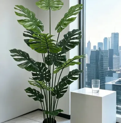 Planta Macetero Monstera 160 Menorca