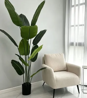 Planta Macetero Palmera Del Viajero 160 Menorca